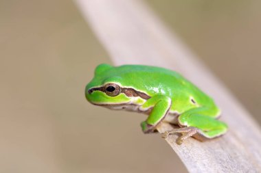 Avrupa ağaç kurbağası (Hyla arborea) Avrupa 'da bulunan küçük ağaç kurbağası. Hortobagy Ulusal Parkı, Macaristan, Puszta