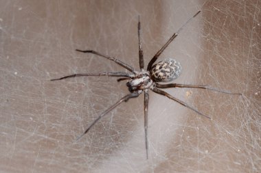 Yaygın, örümcek Liocranum rupicola, Liocranidae familyasından bir örümcek türü. Avrupa ve Rusya 'da bulundu. Sprider ağda kurban bekliyor. Makro ateş..