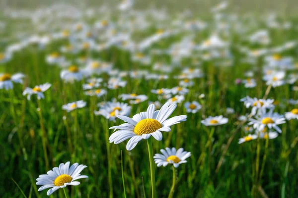 Frühling Gänseblümchen Blumenfeld Landschaft Jahreszeit Spezifische Natürliche Szene — Stockfoto