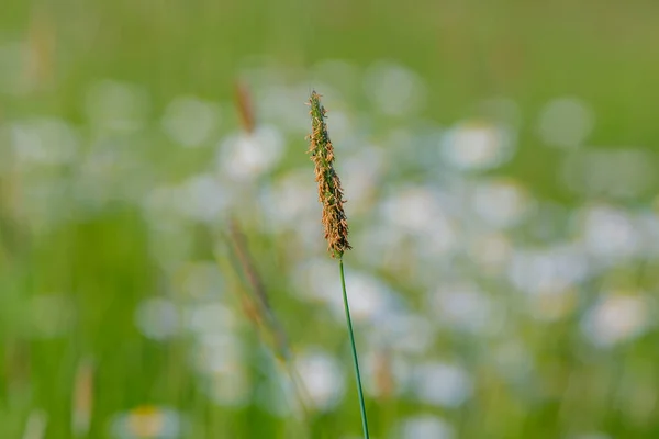 Wiosenna Zielona Trawa Łące Kwitnącej Płytkie Ognisko Naturalne Bokeh Tło — Zdjęcie stockowe