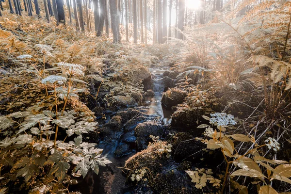 Pequeno Riacho Montanha Uma Floresta Cena Natural Primavera Com Vazamento — Fotografia de Stock