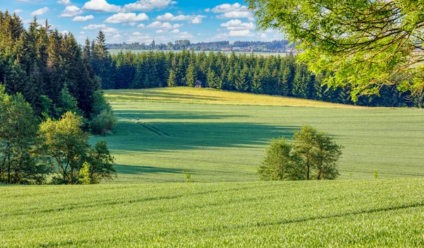 Jour Printemps Campagne Champ Blé Vert Forêt Concept Agricole Paysage — Photo