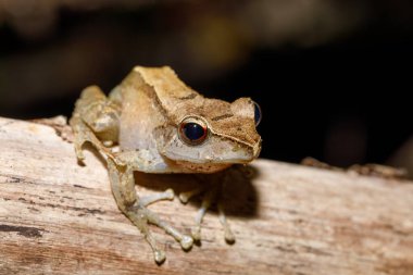 Küçük ağaç kurbağası Boophis rhodoscelis, Mantellidae familyasından bir kurbağa türüdür. Masoala Ulusal Parkı, Madagaskar Vahşi Yaşam ve Yaban Hayatı
