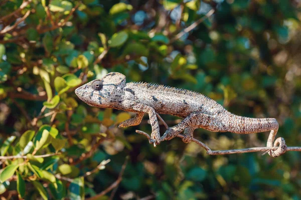 Endemic Malagasy Giant Chameleon Oustalets Chameleon Furcifer Oustaleti Very Large — Stock Photo, Image