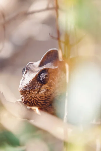 Endemic Malagasy Giant Chameleon Oustalets Chameleon Furcifer Oustaleti Very Large — стоковое фото