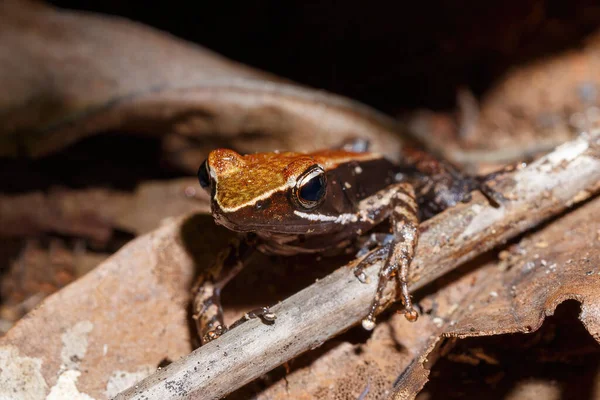 マンテッラ Mantidactylus Melanopleura マンテッラ科の小さなカエルの種 鼻水マンガベ マダガスカルの野生動物や荒野 — ストック写真