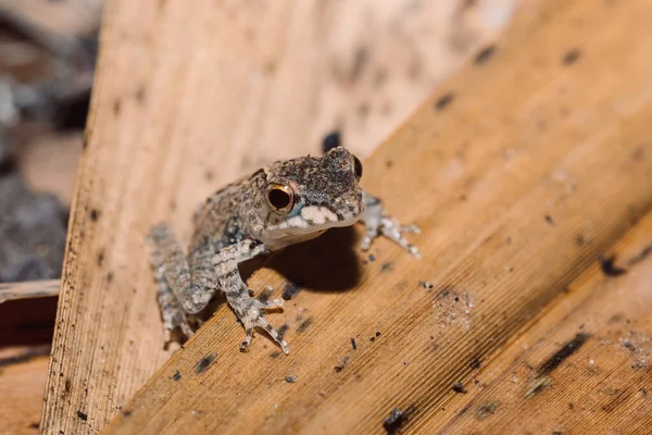 小さなカエルBoophis Rodoscelis Mantellidaeファミリーのカエルの種 マソアラ国立公園 マダガスカルの野生動物や荒野 — ストック写真