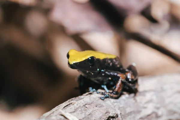 Endémiás Békamászó Mantella Mantella Laevigata Mantellidae Családba Tartozó Kis Békafajok — Stock Fotó