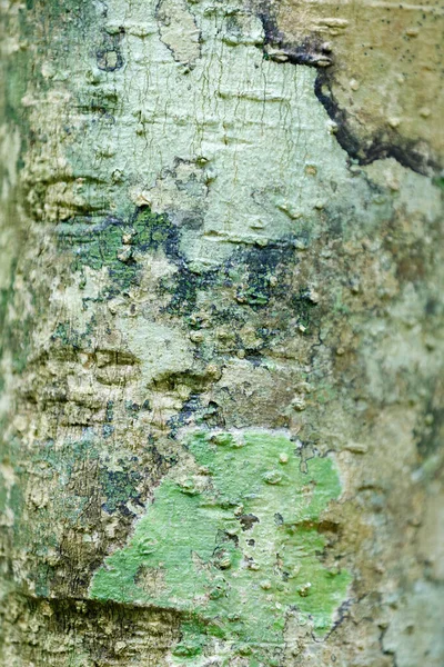 Textura Corteza Árbol Patrón Para Uso Fondo Telón Fondo Nosy —  Fotos de Stock