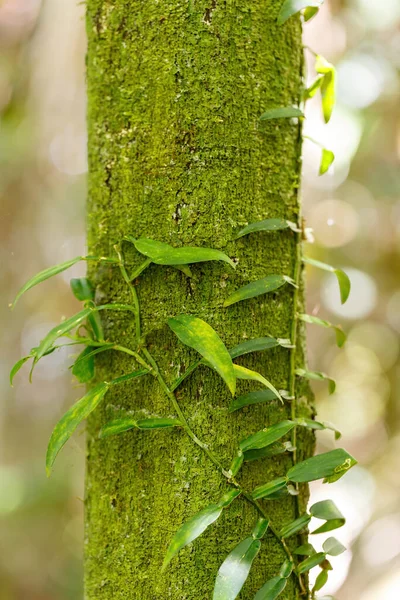 Wilde Vanille Kruidenplant Opgehangen Aan Boom Natuurreservaat Nosy Mangabe Madagaskar — Stockfoto