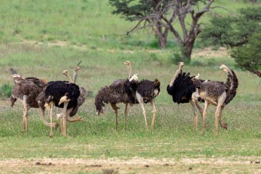 Kalahari 'de uçan deve kuşu (Struth io camelus), yağmur mevsiminden sonra yeşil çöl. Kgalagadi Sınır Ötesi Parkı, Güney Afrika Vahşi Yaşam Safarisi