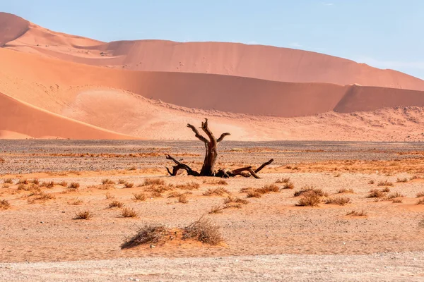 纳米比亚Sesriem Namib沙漠沙丘美丽的日出景观 非洲荒野景观 — 图库照片