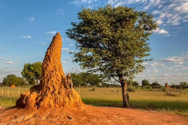 Gran Montículo Termitas Paisaje Típico Africano Con Termitas Namibia Región — Foto de Stock