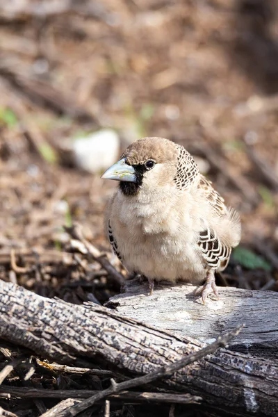 Mały Ptak Tkaczka Towarzyska Philetairus Socius Parku Transfontierskim Kalahari Rpa — Zdjęcie stockowe