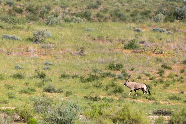 Odpoczynku Wspólne Gemsbok Oryx Gazella Kalahari Zielonej Pustyni Wysoką Trawą — Zdjęcie stockowe