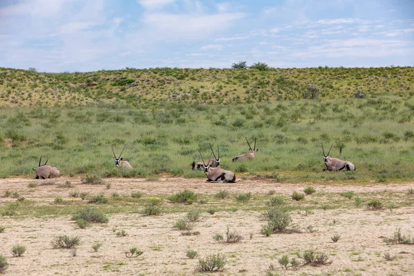 Αναπαύεται Κοινή Gemsbok Oryx Gazella Kalahari Πράσινη Έρημος Ψηλό Γρασίδι — Φωτογραφία Αρχείου