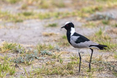 Etosha Ulusal Parkı, Afrika Namibya safari safari safarisinde siyah ve beyaz su kuşları demirci laping veya demirci plover (Vanellus armatus)