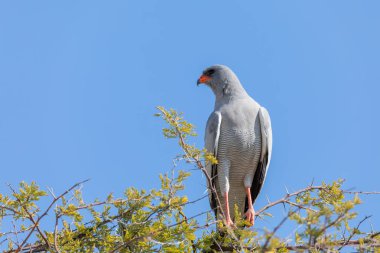 Güney soluk renkli ilahi kuşu (Melierax canorus), Afrika 'nın Namibya safarisi olan Accipitridae familyasından yırtıcı bir kuş türü.