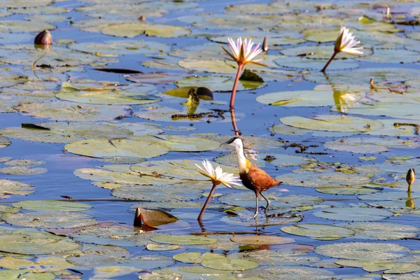 Vogel Afrikaanse Jacana Actophilornis Africanus Wandelingen Tussen Water Hyacint Bladeren — Stockfoto