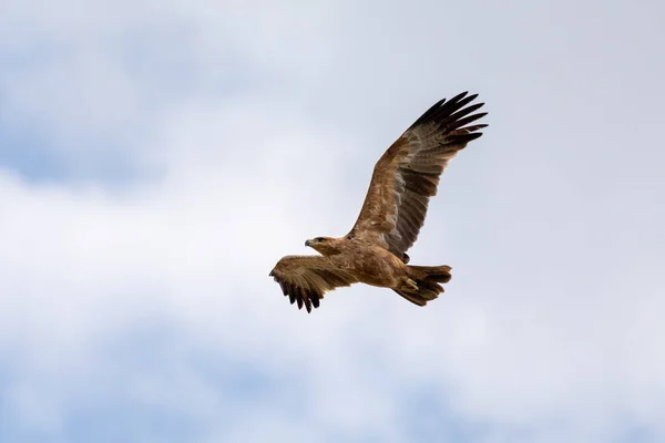 Oiseau Proie Cerf Volant Noir Volant Contre Ciel Milvus Migrans — Photo