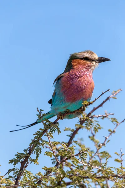 Rullo Lilla Brested Coracias Caudata Bellissimo Uccello Colorato Nella Riserva — Foto Stock