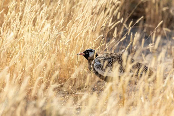 Norra Svarta Korhaan Eupodotis Afraoides Savannens Naturliga Livsmiljö Etosha Nationalpark — Stockfoto