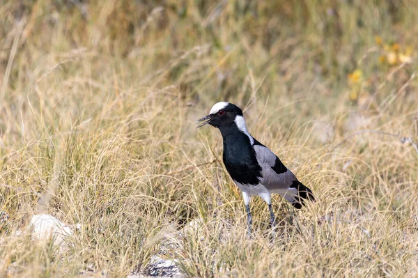 Black White Water Bird Blacksmith Lapwing Blacksmith Plover Vanellus Armatus — Fotografia de Stock