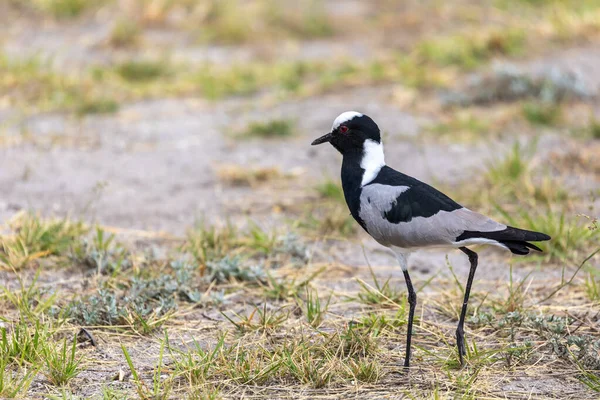 Black White Water Bird Blacksmith Lapwing Blacksmith Plover Vanellus Armatus — Fotografia de Stock