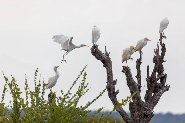 Ave Blanca Voladora Familia Garcetas Ardeidae Bubulcus Ibis Reserva Caza — Foto de Stock