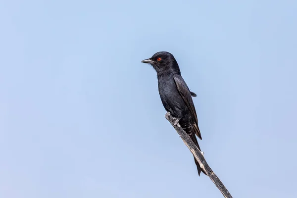 Black Bird Fork Tailed Drongo Dicrurus Adsimilis Στο Εθνικό Πάρκο — Φωτογραφία Αρχείου