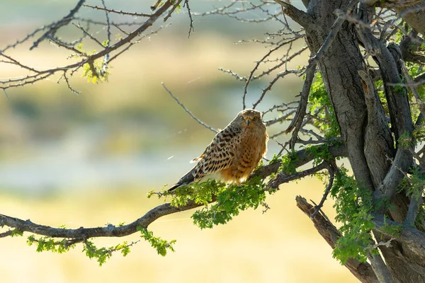 Oiseau Proie Grand Crécerelle Falco Rupicoloides Perché Dans Arbre Dans — Photo