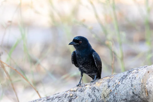 Kara kuş çatal kuyruklu Drongo, Dicrurus adsimilis, Bwabwata ulusal parkında, Afrika Namibya safarisinde vahşi yaşam