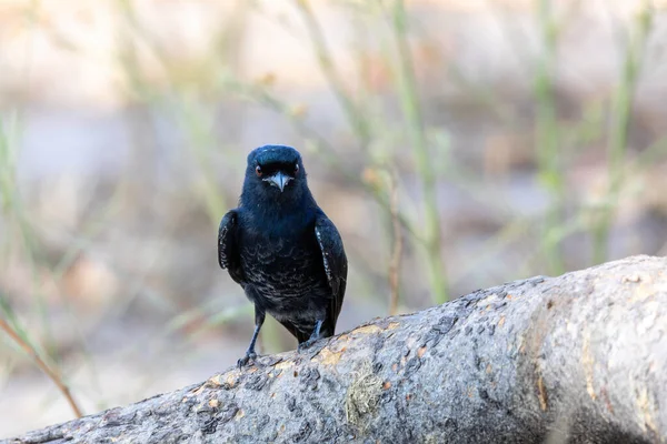 Kara kuş çatal kuyruklu Drongo, Dicrurus adsimilis, Bwabwata ulusal parkında, Afrika Namibya safarisinde vahşi yaşam