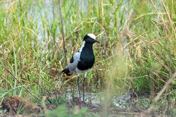 Herrero Aves Aguas Negras Blancas Chorreando Chorlito Herrero Vanellus Armatus — Foto de Stock