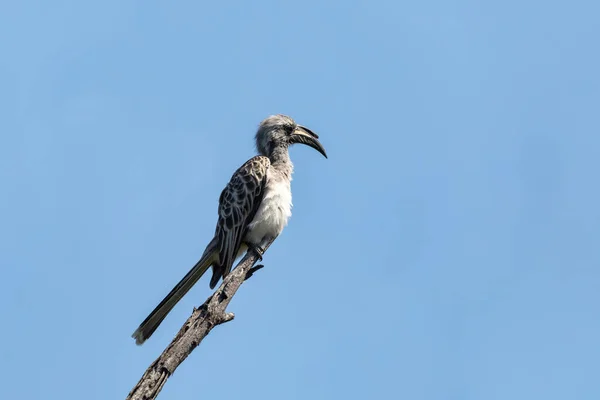 Africký Šedý Hornbill Lophoceros Nasutus Usazený Holé Větvi Proti Modré — Stock fotografie