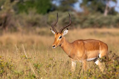 İmpala antilobu erkek (Aepyceros melampus) Caprivi strip oyun parkı, Bwabwata Namibia, Afrika safari vahşi yaşam ve vahşi yaşam