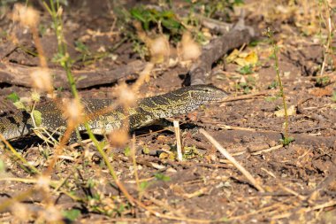 Predator Monitor Lizard, Varanus niloticus Chobe Ulusal Parkı 'nda nehir kıyısında yürüyor, Botswana Afrika vahşi yaşamı