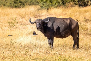 Afrika 'da tehlikeli bir hayvan, Chobe Ulusal Parkı' nda Afrika Burnu, Botsvana 'da safari