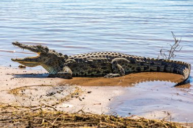 Nehir kıyısında dinlenen Nil timsahı Chobe Nehri, Botswana safarisinde dişlerini gösteriyor.