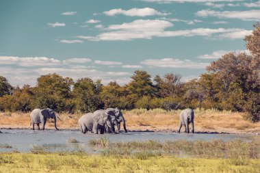 Moremi oyununda küçük su birikintisindeki Afrika fili sürüsü Botswana, Afrika 'da safari vahşi hayatı rezervi