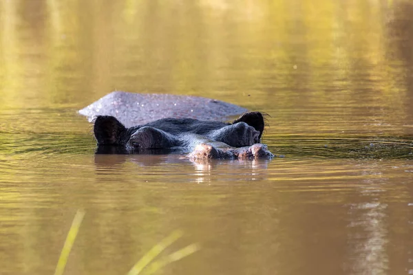 Flodhästen Hippopotamus Hippopotamus Simmar Vatten Den Naturliga Livsmiljön Okavango Älv — Stockfoto