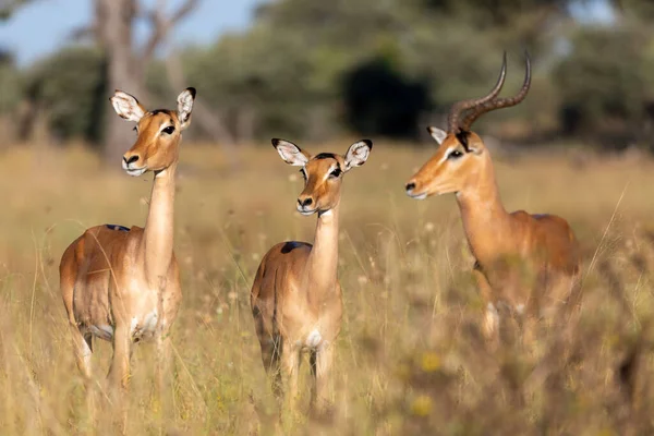 Impala Antielope Mâle Deux Femelles Aepyceros Melampus Caprivi Strip Game — Photo