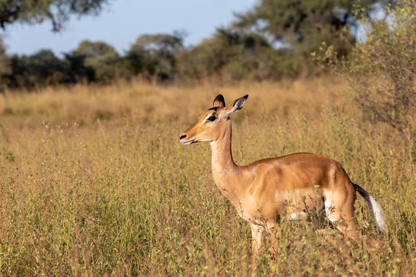 Impala Antilop Kvinnliga Aepyceros Melampus Caprivi Strip Game Park Bwabwata — Stockfoto