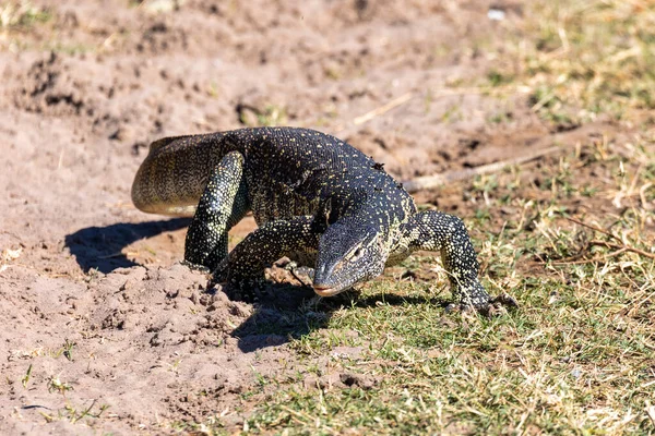 Predador Monitor Lizard Varanus Niloticus Caminhando Margem Rio Parque Nacional — Fotografia de Stock