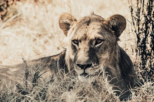 Lion Female Panthera Leo Natural Habitat Savuti Game Reserve Botswana — Stock Photo, Image