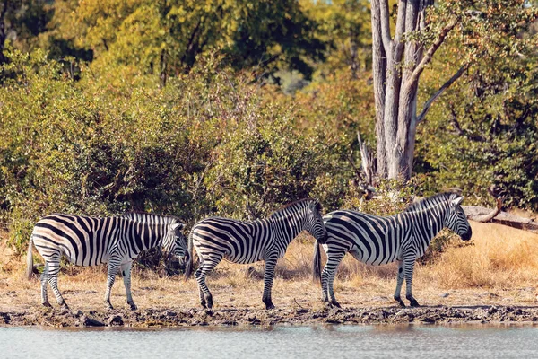 Zebralar Birikintisinde Afrika Çalılıklarına Dizildiler Moremi Oyun Parkı Botswana Afrika — Stok fotoğraf