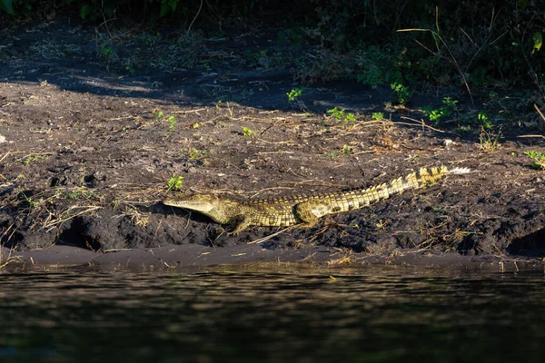 Ruhendes Nilkrokodil Flussufer Des Chobe Flusses Botswana Safari Wildlife — Stockfoto