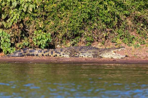 Crocodilo Nilo Descansando Margem Rio Com Boca Aberta Mostrando Dentes — Fotografia de Stock