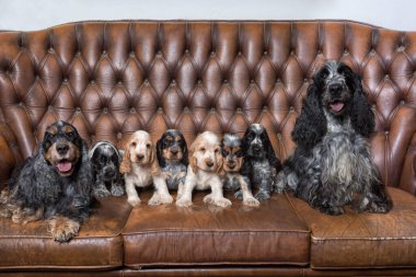 Üreme istasyonunda kameraya poz veren küçük yavruları olan İngiliz Cocker Spaniel ailesi, Avrupa şampiyonlarının torunları..