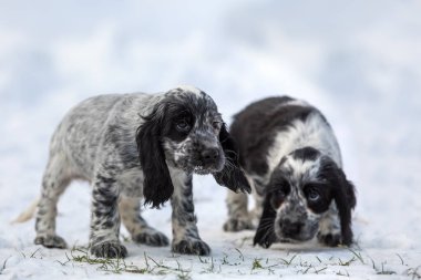 Şirin, küçük, saf köpek İngiliz Cocker Spaniel, karlı kış bahçesinde köpek yavrusu. Üreme merkezi, Avrupa şampiyonlarının torunları..